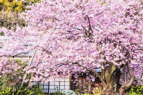 樱花更新最新爆料,揭秘神秘事件背后的真相